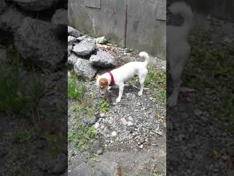 jack russell destroys rat