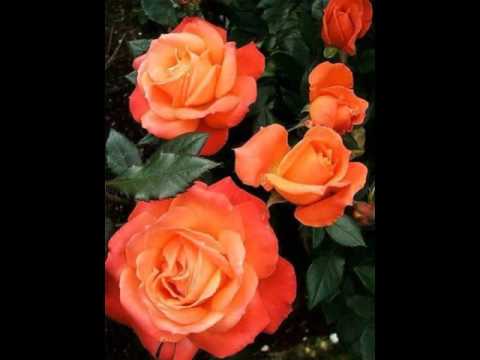 ORAÇÃO  DA AVE MARIA DAS 18 HORAS -23-08-2016