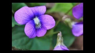 Robert Earl Keen and Maura O'Connell - "Night Right for Love"