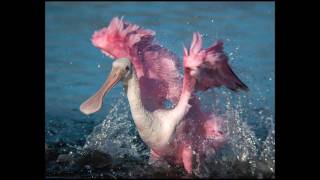 Digiscoper of the Year 2011 - Swarovski Optik - the winners