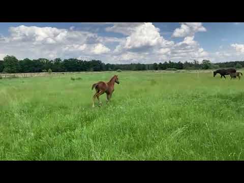 Blum, Dynamic Dream-Dancier-Rotspon