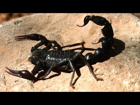 Scorpion Smoking on the Rise in Pakistan