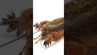 Download lagu Kisah Orong Orong, Berbunyi hanya waktu maghrib mp3