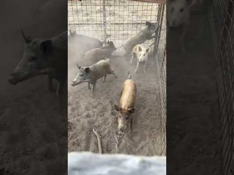 Wild Hog Escapes from Hog Trap #hogs #shorts #pigs