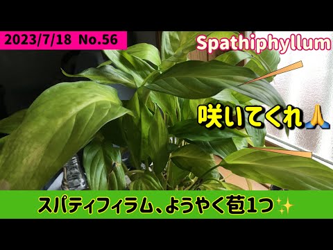 葉が黄色くなったスパティフィラムの手入れ方法は？原因は何ですか?  庭園