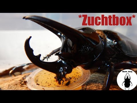 Chalcosoma caucasus - Zuchtbox für neues Pärchen einrichten