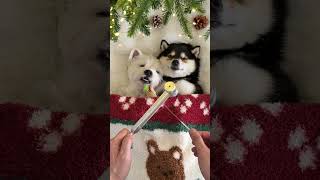 ASMR | Manyu & Bai | Cozy 2025 Christmas SPA Time for the Pups