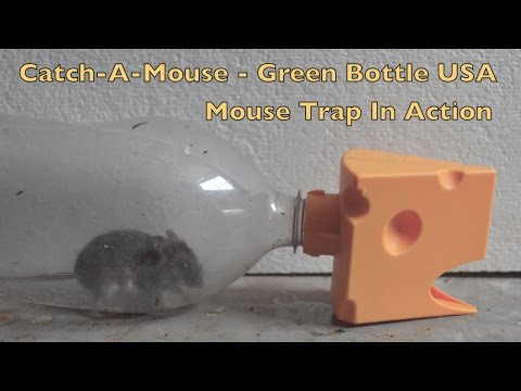 Catch A Mouse - Green Bottle USA Mouse Trap In Action. Full Review - mousetrapmonday Video