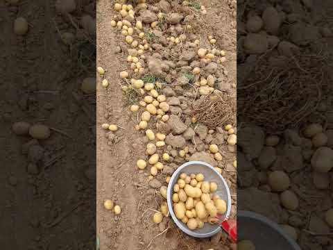 Mahindra HZPC verayti colamva..90841 52179 seeds available