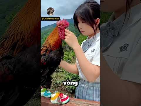 Đám cưới của Chinki với con gà trống.