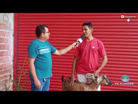 Caso raro, cabra tem gestação de 5 cabritos no município de São Félix do Piauí 