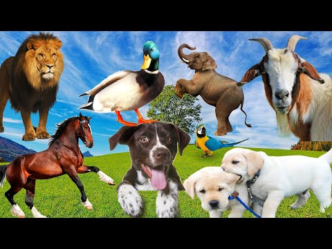 Sound of all animals cute puppies, kitten, cow, dinosaur, chick, elephant, cat, camel, horse, fox