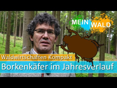 🪳🌲 Wie bekämpfe ich den Borkenkäfer am Besten in den verschiedenen Jahreszeiten?