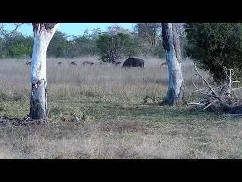 Djuma: Impalas and Wildebeest - 16:35 - 08/02/2022