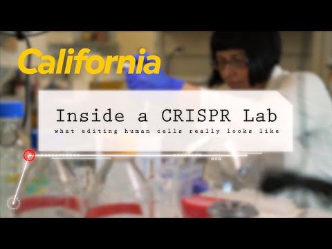Inside a CRISPR Lab