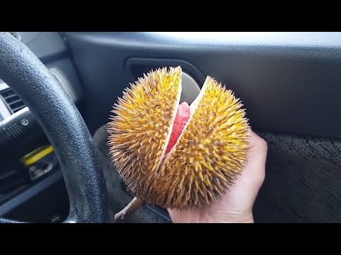RED DURIAN | Quick 1st Experience (Durian Dalit Sabah)