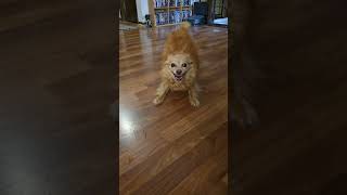 Video preview image #1 Chihuahua Puppy For Sale in Belleuve, NE, USA