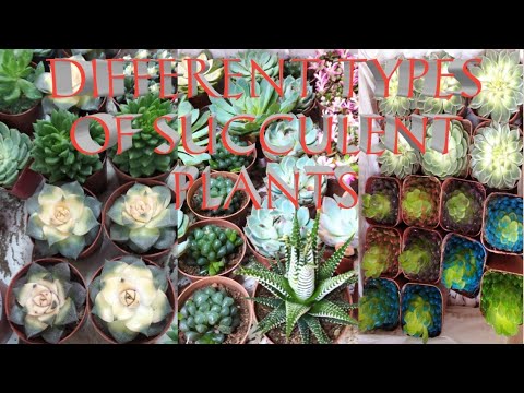 DIFFERENT TYPES OF SUCCULENT PLANTS