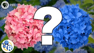Hydrangeas and the Science of Do-Overs