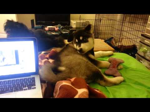 Teaching Thorin how to Howl