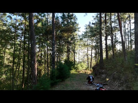 Finca De Café Entre Pinales (De Un Subscriptor) | El Salvador Norte 