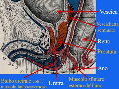 Sesso fetish Mosca per telefono Il sesso con la sorella