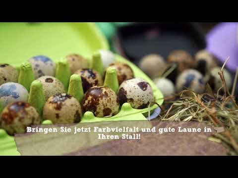 Unsere bunten Eierschachteln für Wachteln und Hühner