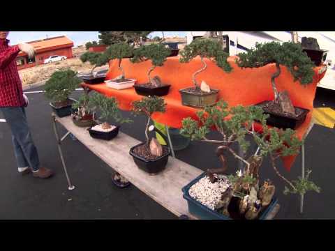 BONSAI TREES FOR SALE
