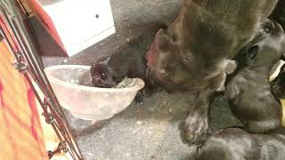 20 Day Old Puppies Eating Mama's Dog Food