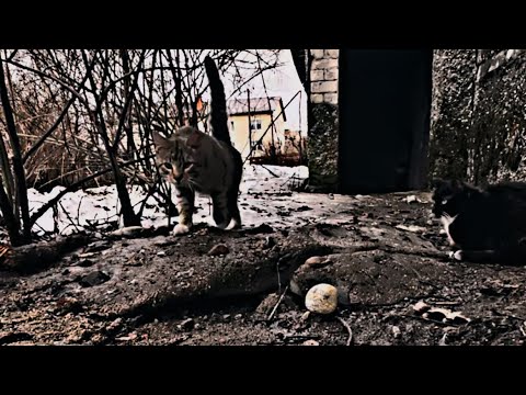 @Mashinka-dobra  Подписывайся на канал🫶 #cat #dog #youtube #asmr #love #music