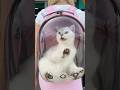 I Lost My Kitten On The Street Cat Cats