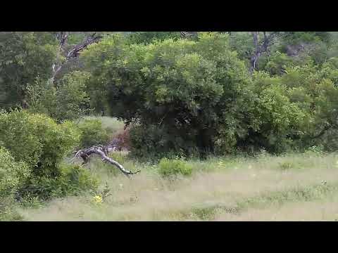 Djuma Private Game Reserve Live Stream