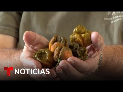 Pepper X: el pimiento más picante del mundo según el récord Guinness | Noticias Telemundo