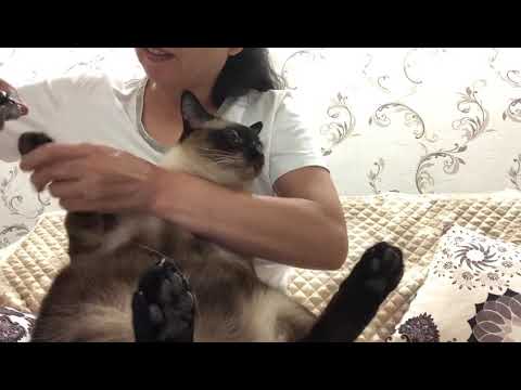 Siamese cat getting his claws trimmed