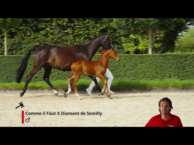Charmeur SIH Z