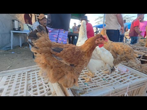 FEIRA DA GALINHA NA VILA JERIMUM T.N-PE 07/12/2025