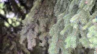 Leaves in the River - Sea Wolf (Music Video)