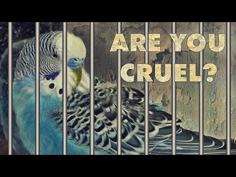Is it Cruel to keep Budgie in a Cage? 😥