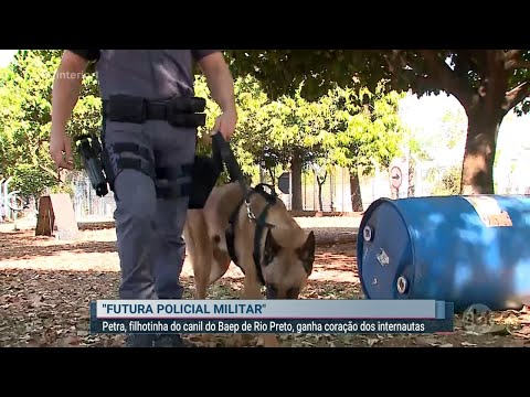 Petra, filhotinha do canil do Baep de Rio Preto, ganha o coração dos internautas