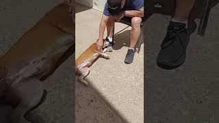 Video preview image #1 Black Mouth Cur-Labrador Retriever Mix Puppy For Sale in San Diego, CA, USA