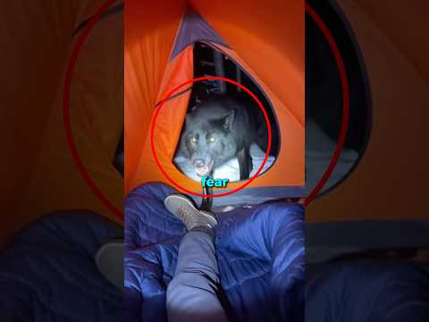 I Woke Up To A Wolf Guarding My Tent From The Dark 🐺🛑 #shorts #animals