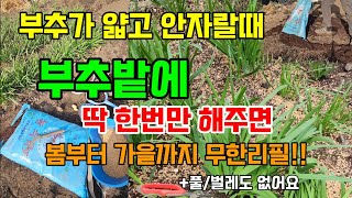 부추가 얇고 안자랄때, 부추밭에 딱 한번만 한주면 가을까지 굵은 부수 수확합니다. #부추키우기