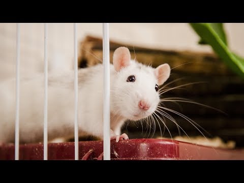 Incredible Rat Trick