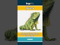 iguana - a large lizard with scaly s... video thumbnail