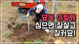 묘목 이렇게 심어야 잘 살고 건강하게 커요 묘목심기 정석