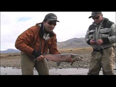 Veitt með vinum - Víðidalsá