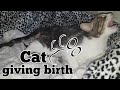 CAT GIVING BIRTH. THE 3 STAGES OF CAT BIRTH. ASMR STYLE. CAT GIVING BIRTH. THE 3 STAGES OF CAT BIRTH. ASMR STYLE.