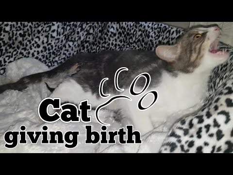 CAT GIVING BIRTH. THE 3 STAGES OF CAT BIRTH. ASMR STYLE.