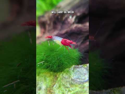 How Many EGGS Do Neocaridina Shrimp Carry & For How Long?