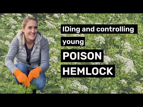 How to identify and control young poison hemlock